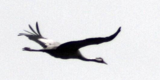 VWG vogelreis Oost Duitsland mei 2010 493
